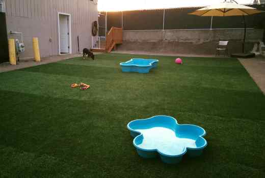 Biscuits doggy daycare uses pupgrass artificial dog grass