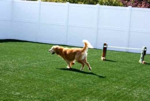 Dog running and jumping on synthetic grass by PupGrass