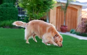 Smarty the dog loves the artificial dog grass by PupGrass.