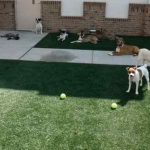 pupgrass makes the ultimate doggy party