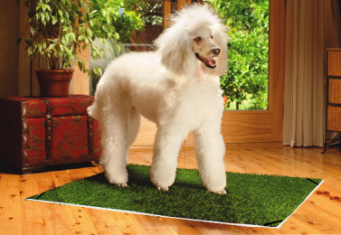 Award Winning Portable Dog Potty